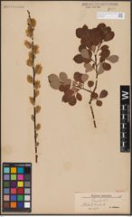 Foto von Salix aurita L.